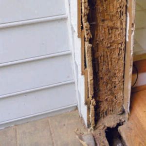 Susceptible to Termite & Borer